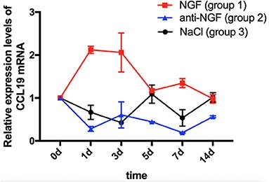 Nerve Growth Factor Enhances Tooth Mechanical Hyperalgesia Through C-C Chemokine Ligand 19 in Rats